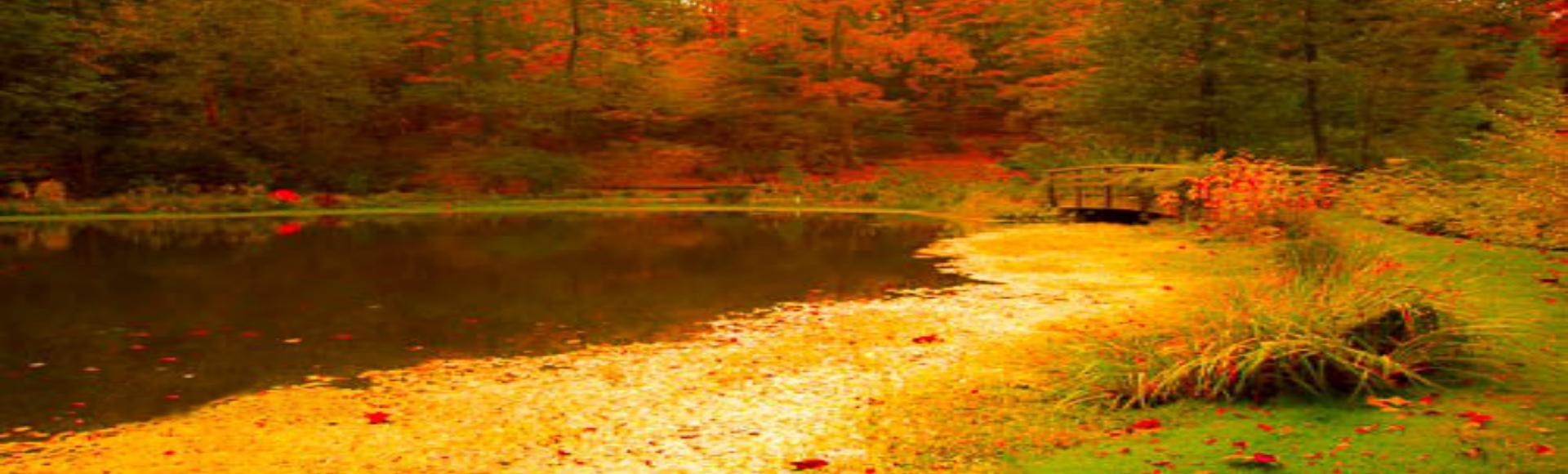WEBSITE - Buck Gardens Pond Fall - Copy (3)